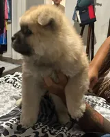 Lindo , a male Chow Chow for sale in Killeen, TX – 1 of 6