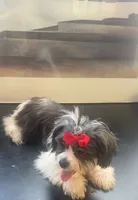 Princesa , a female Shih Tzu for sale in Killeen, TX – 2 of 5