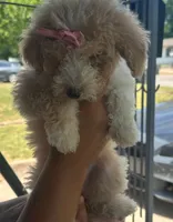 Princesa , a female Goldendoodle for sale in Killeen, TX – 2 of 3