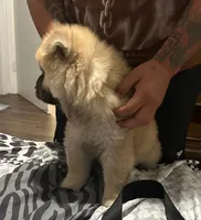Lindo , a male Chow Chow for sale in Killeen, TX – 4 of 6