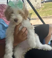 Mia, a female Goldendoodle for sale in Killeen, TX – 3 of 5