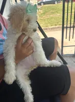 Mia, a female Goldendoodle for sale in Killeen, TX – 2 of 5