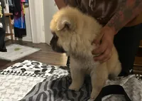 Lindo , a male Chow Chow for sale in Killeen, TX – 3 of 6
