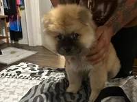Lindo , a male Chow Chow for sale in Killeen, TX – 5 of 6