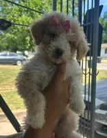 Princesa , a female Goldendoodle for sale in Killeen, TX – 1 of 3
