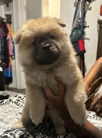 Lindo , a male Chow Chow for sale in Killeen, TX – 2 of 6