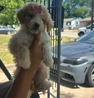 Princesa , a female Goldendoodle for sale in Killeen, TX – 3 of 3