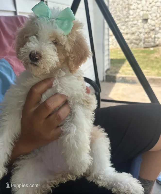 Mia – Goldendoodle puppy for sale in Killeen, TX