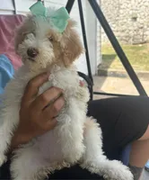Mia, a female Goldendoodle for sale in Killeen, TX – 1 of 5