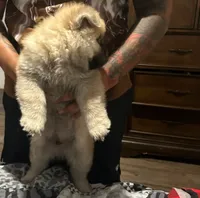 Lindo , a male Chow Chow for sale in Killeen, TX – 6 of 6