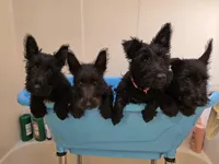 Winston ChurchHIll, a male Scottish Terrier for sale in Whitney, TX – Photo 5 of 5
