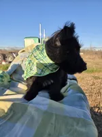 Winston ChurchHIll, a male Scottish Terrier for sale in Whitney, TX – Photo 2 of 5
