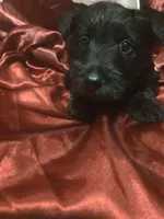 Peaches, a female Scottish Terrier for sale in Whitney, TX – Photo 3 of 5