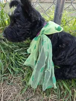 Peaches, a female Scottish Terrier for sale in Whitney, TX – Photo 5 of 5