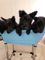 Peaches, a female Scottish Terrier for sale in Whitney, TX – Photo 4 of 5