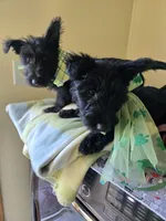 Peaches, a female Scottish Terrier for sale in Whitney, TX – Photo 2 of 5