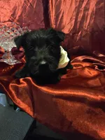 Peaches, a female Scottish Terrier for sale in Whitney, TX – Photo 1 of 5