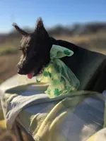 Rose, a female Scottish Terrier for sale in Whitney, TX – Photo 2 of 2