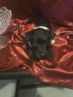 Rose, a female Scottish Terrier for sale in Whitney, TX – Photo 1 of 2