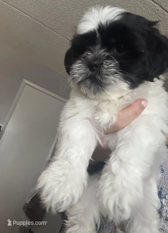 Shihpoo – Shihpoo puppy for sale in Phoenix, AZ