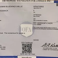 Millie’s Lt Green, a female Rhodesian Ridgeback for sale in Cameron, TX – Photo 6 of 10