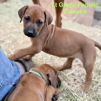 Millie’s Lt Green, a female Rhodesian Ridgeback for sale in Cameron, TX – Photo 8 of 10