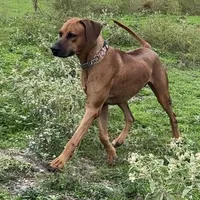 Millie’s Lt Green, a female Rhodesian Ridgeback for sale in Cameron, TX – Photo 9 of 10