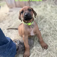 Millie’s Lt Green, a female Rhodesian Ridgeback for sale in Cameron, TX – Photo 4 of 10