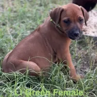 Millie’s Lt Green, a female Rhodesian Ridgeback for sale in Cameron, TX – Photo 2 of 10