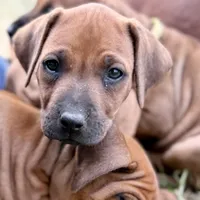 Millie’s Lt Green, a female Rhodesian Ridgeback for sale in Cameron, TX – Photo 1 of 10