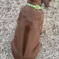 Millie’s Lt Green, a female Rhodesian Ridgeback for sale in Cameron, TX – Photo 3 of 10