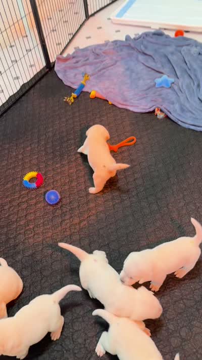 Facility video