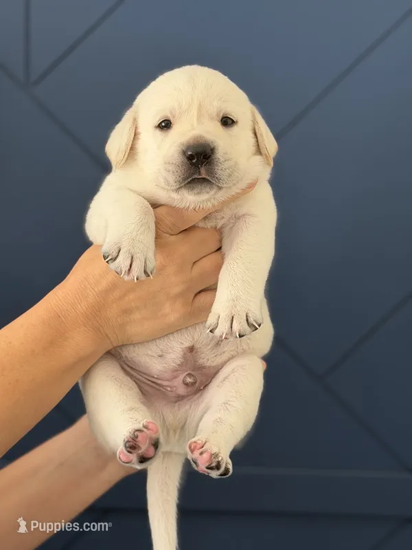Orange  – Labrador Retriever puppy for sale in Temecula, CA