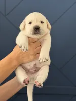 Orange , a male Labrador Retriever for sale in Temecula, CA – 1 of 1