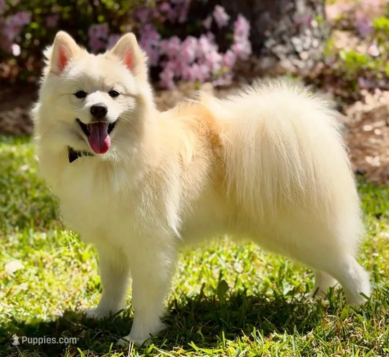 Wallen – Pomsky puppy for sale in Frisco, TX