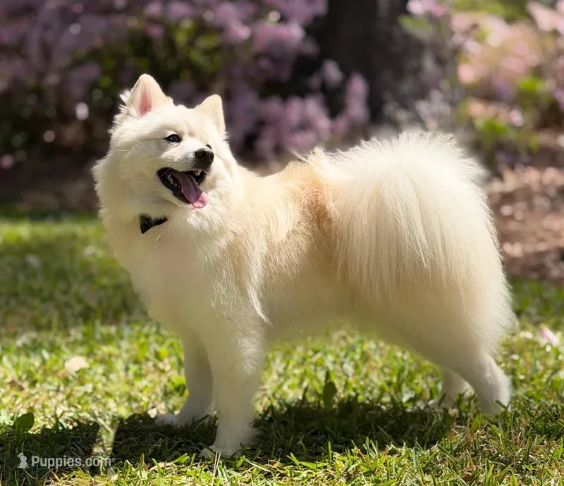 Wallen – Pomsky puppy for sale in Frisco, TX