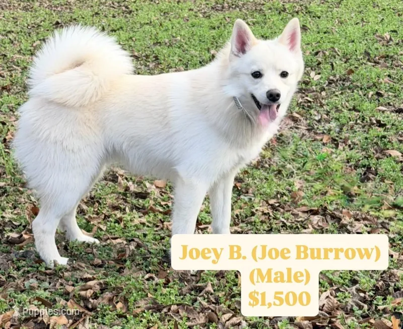 Joey – Pomsky puppy for sale in Dallas, TX