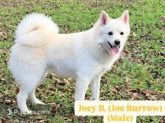 Joey – Pomsky puppy for sale in Frisco, TX
