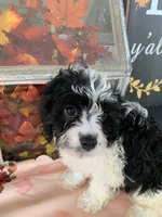 Sam, a male Cavapoo for sale in Washington Court House, OH – 1 of 2