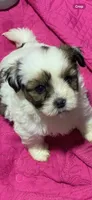 Braxton, a male Shihpoo for sale in Washington Court House, OH – 3 of 4