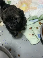 Cole, a male Shihpoo for sale in Washington Court House, OH – 2 of 4