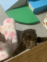 Allison , a female Poodle - Miniature  for sale in Washington Court House, OH – 3 of 3
