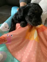 Buster, a male Yorkipoo for sale in Washington Court House, OH – Photo 2 of 3