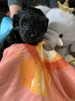 Buster, a male Yorkipoo for sale in Washington Court House, OH – Photo 3 of 3