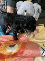 Buster, a male Yorkipoo for sale in Washington Court House, OH – Photo 1 of 3