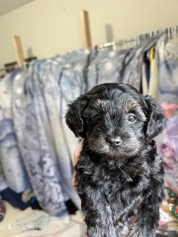 Buster – Yorkipoo puppy for sale in Washington Court House, OH