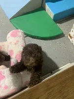 Allison , a female Poodle - Miniature  for sale in Washington Court House, OH – 2 of 3