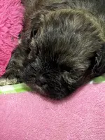 Cole, a male Shihpoo for sale in Washington Court House, OH – 4 of 4