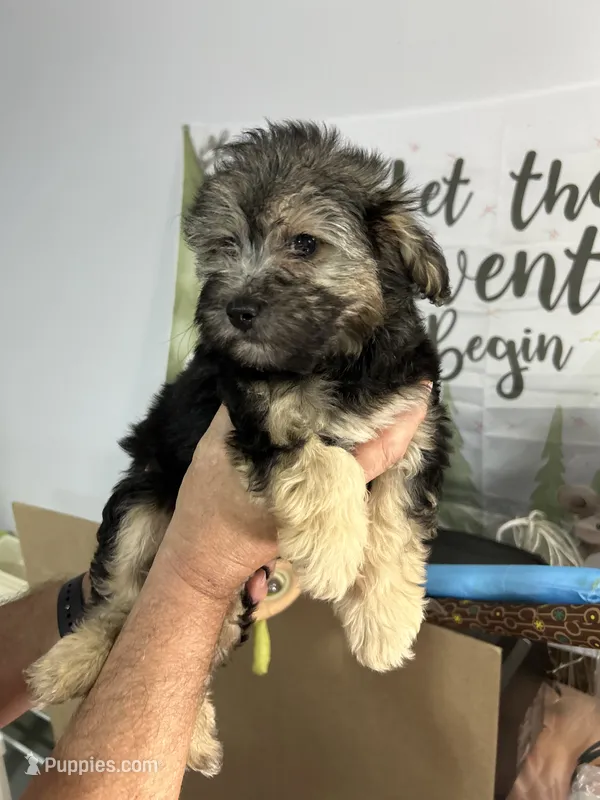 Wolfe – Yorkipoo puppy for sale in Washington Court House, OH