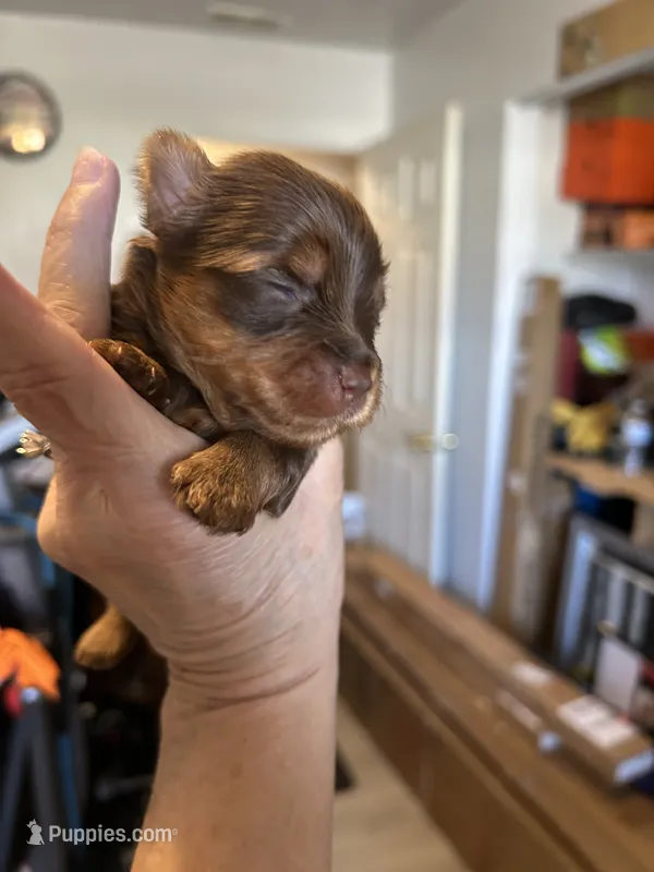 Pilly – Yorkipoo puppy for sale in Washington Court House, OH